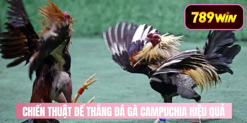 Chiến Thuật Hay Chơi Đá Gà Campuchia Hiệu Quả